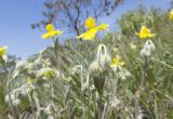 Helianthemum canum