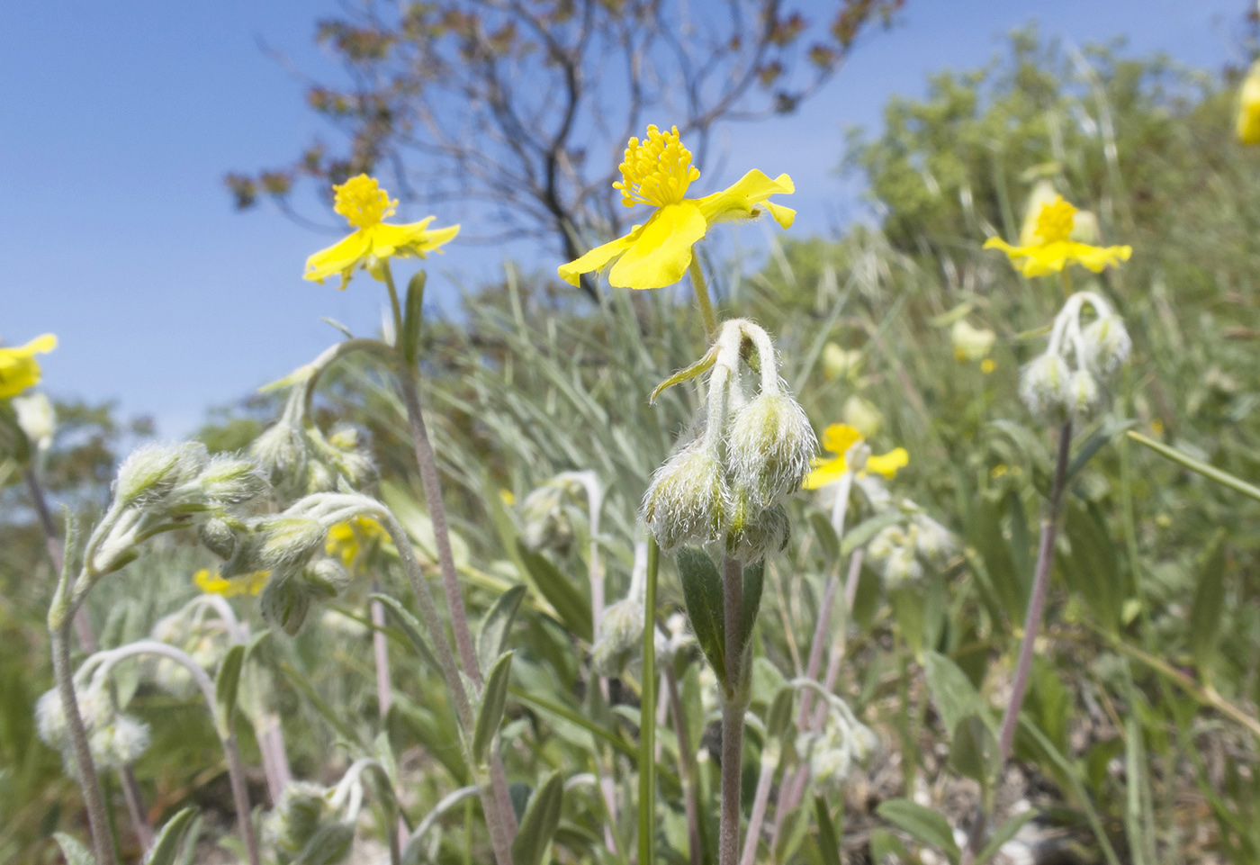 Image of Helianthemum canum specimen.