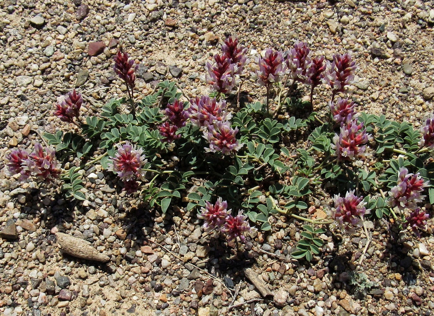 Изображение особи Glycyrrhiza aspera.