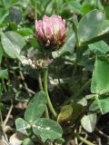 Trifolium bonannii