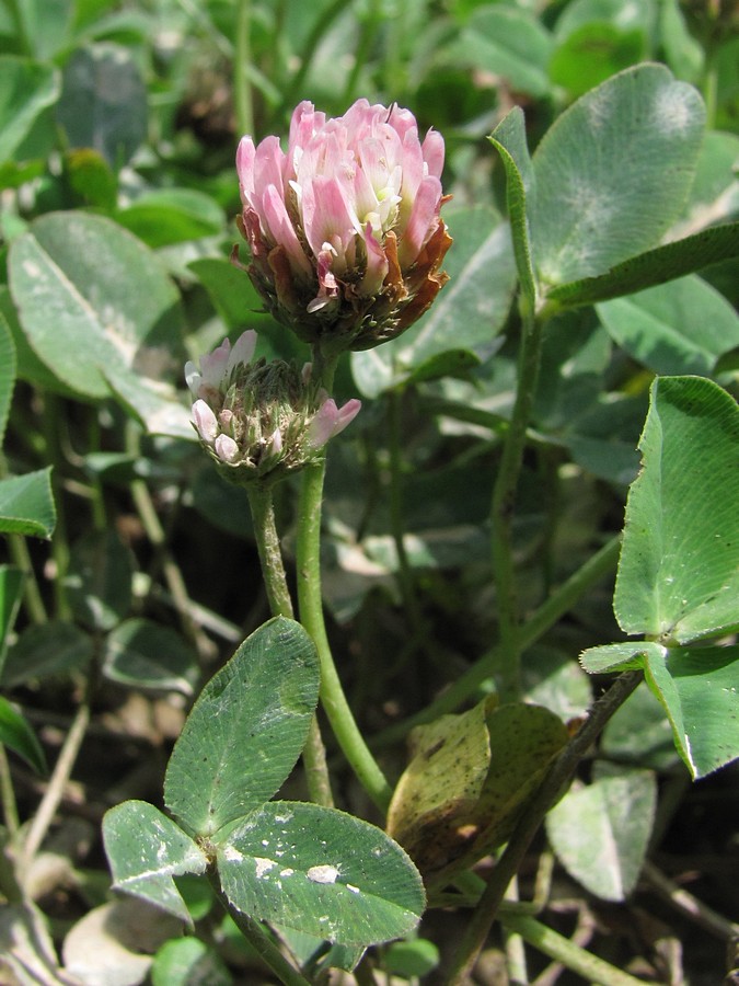 Image of Trifolium bonannii specimen.