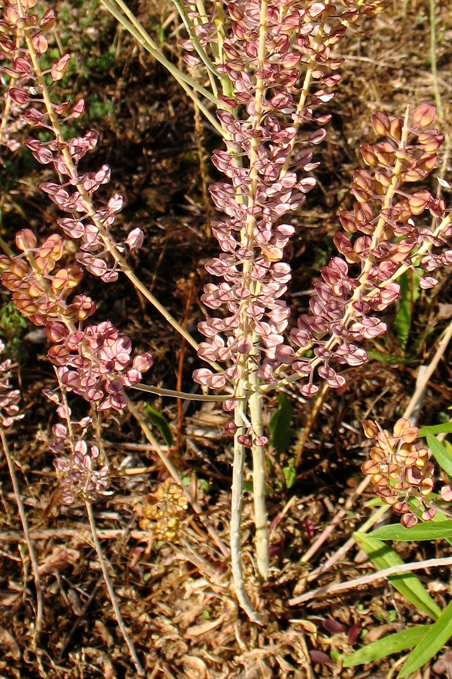 Изображение особи Lepidium campestre.