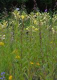 Oenothera rubricaulis