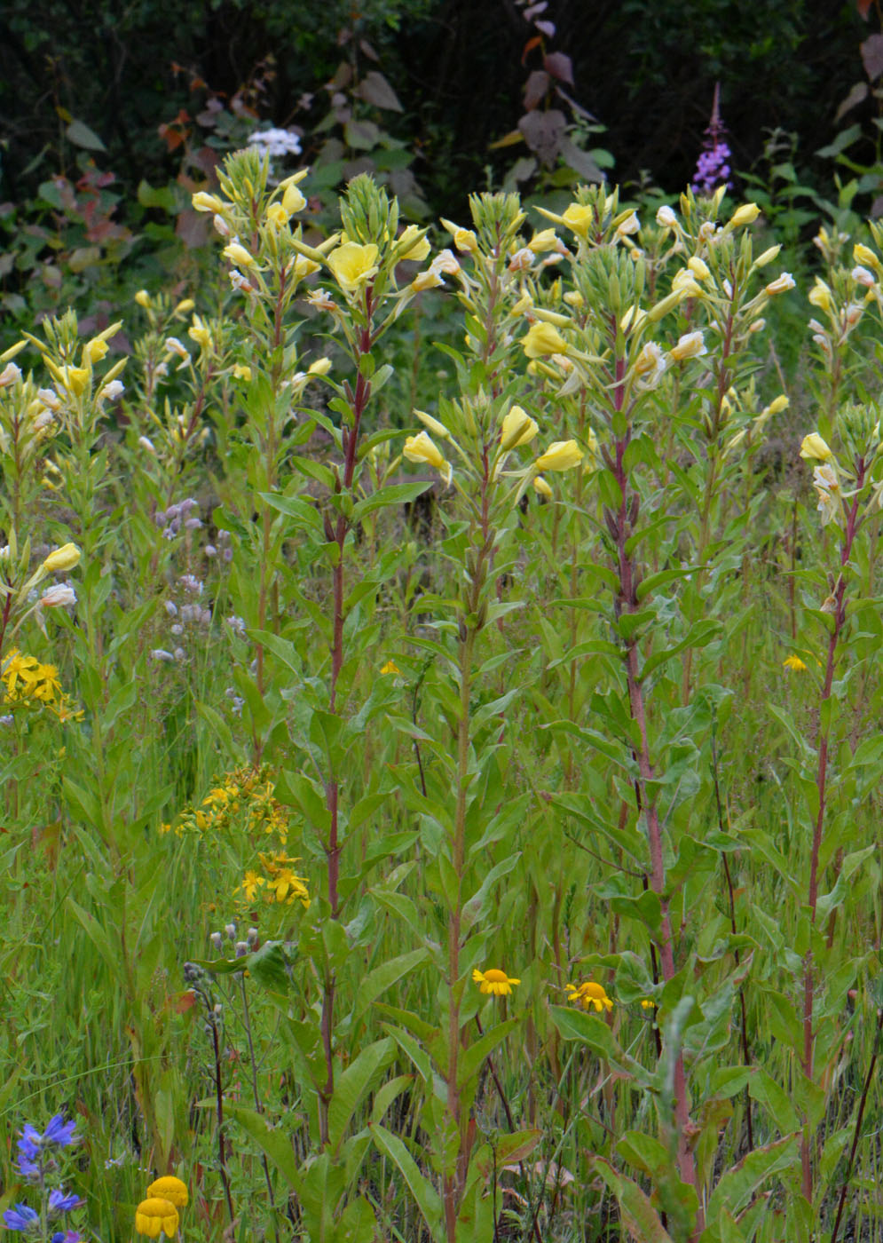 Image of Oenothera rubricaulis specimen.