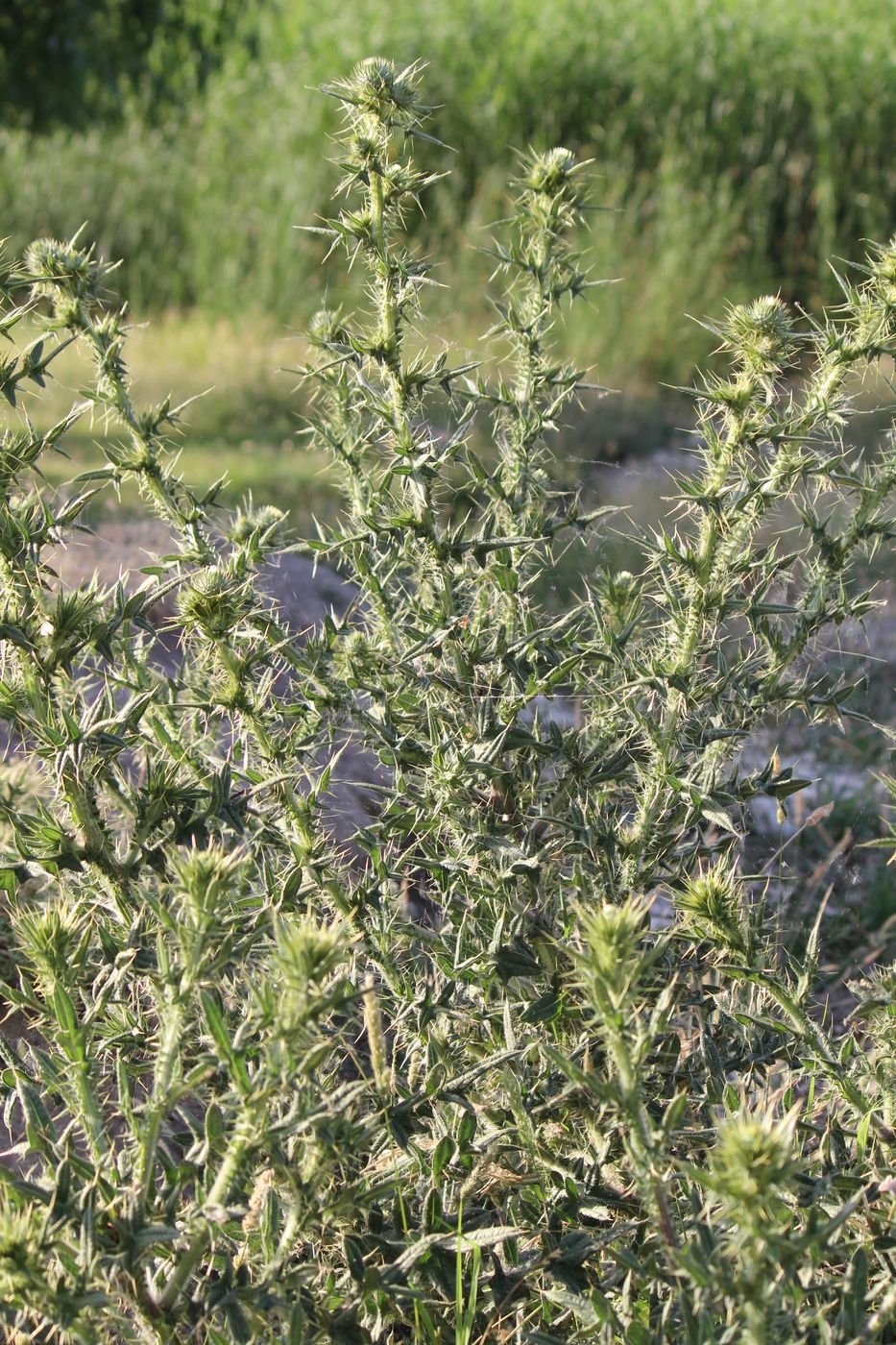 Изображение особи Carduus arabicus.