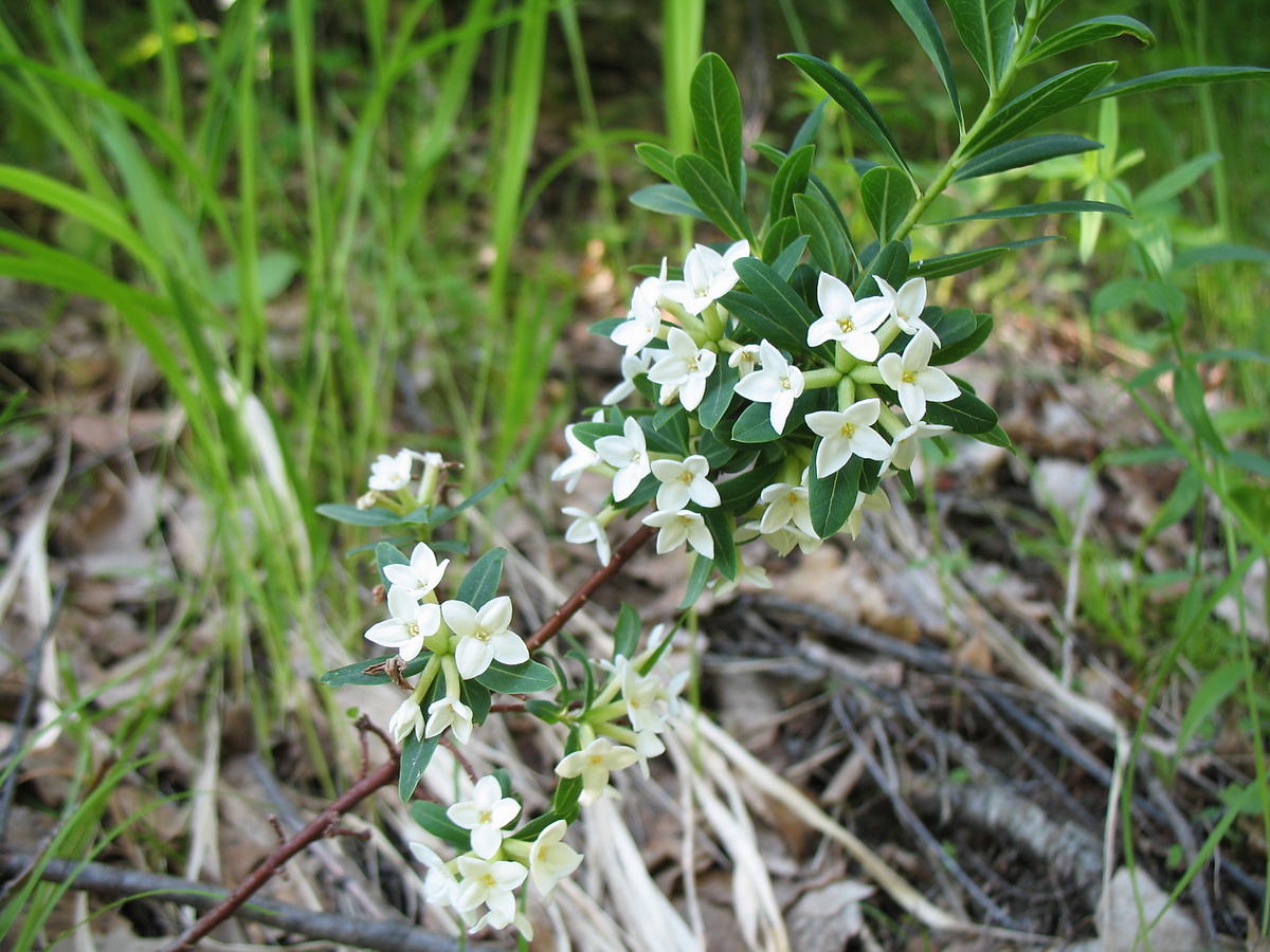 Image of Daphne altaica specimen.