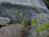 Stellaria fenzlii. Верхушки плодоносящих побегов. Магаданская обл., окр. г. Магадан, п-ов Старицкого, руч. Холодный, на берегу среди камней. 23.07.2019.