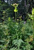 Cirsium oleraceum. Верхушка цветущего растения. Челябинская обл., Саткинский р-н, хребет Зюраткуль, ≈ 1000 м н.у.м., опушка смешанного леса. 31.07.2019.