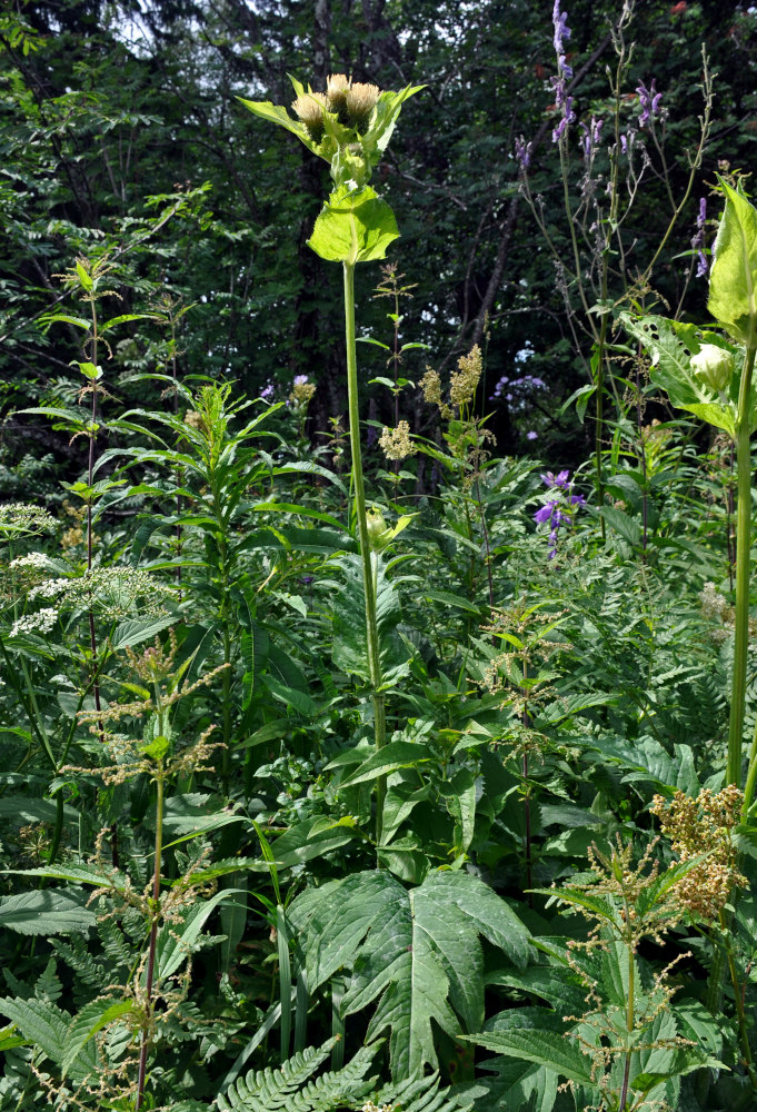 Изображение особи Cirsium oleraceum.