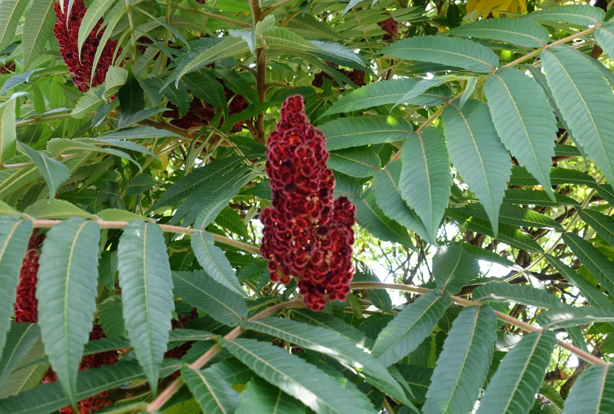 Image of Rhus typhina specimen.