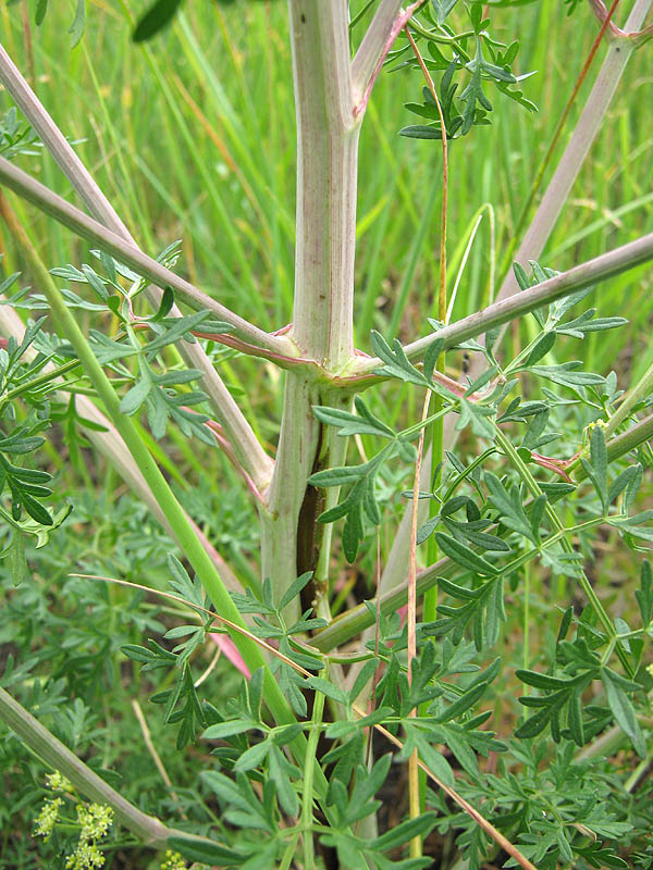 Изображение особи Xanthoselinum alsaticum.