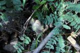 Astragalus ciceroides. Часть побега с плодами. Карачаево-Черкесия, Карачаевский р-н, Тебердинский заповедник, близ водопада Мужские слёзы, поросшая сосной осыпь. 27.07.2019.