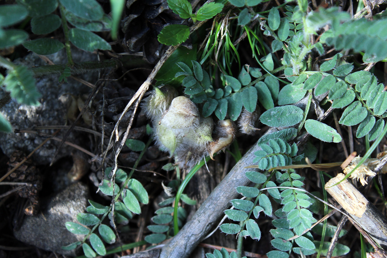 Image of Astragalus ciceroides specimen.