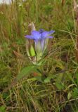 Gentiana scabra