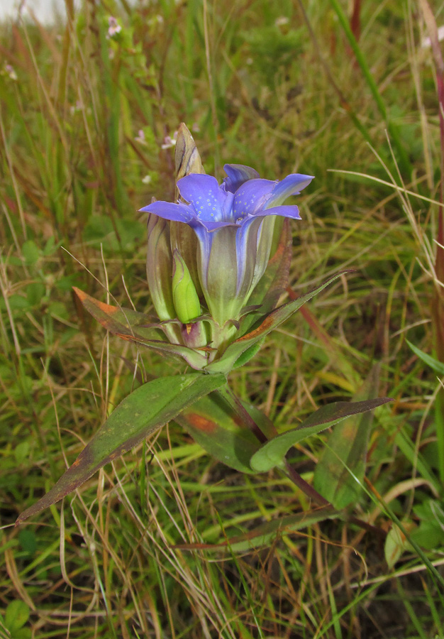 Изображение особи Gentiana scabra.