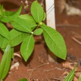 Rauvolfia tetraphylla