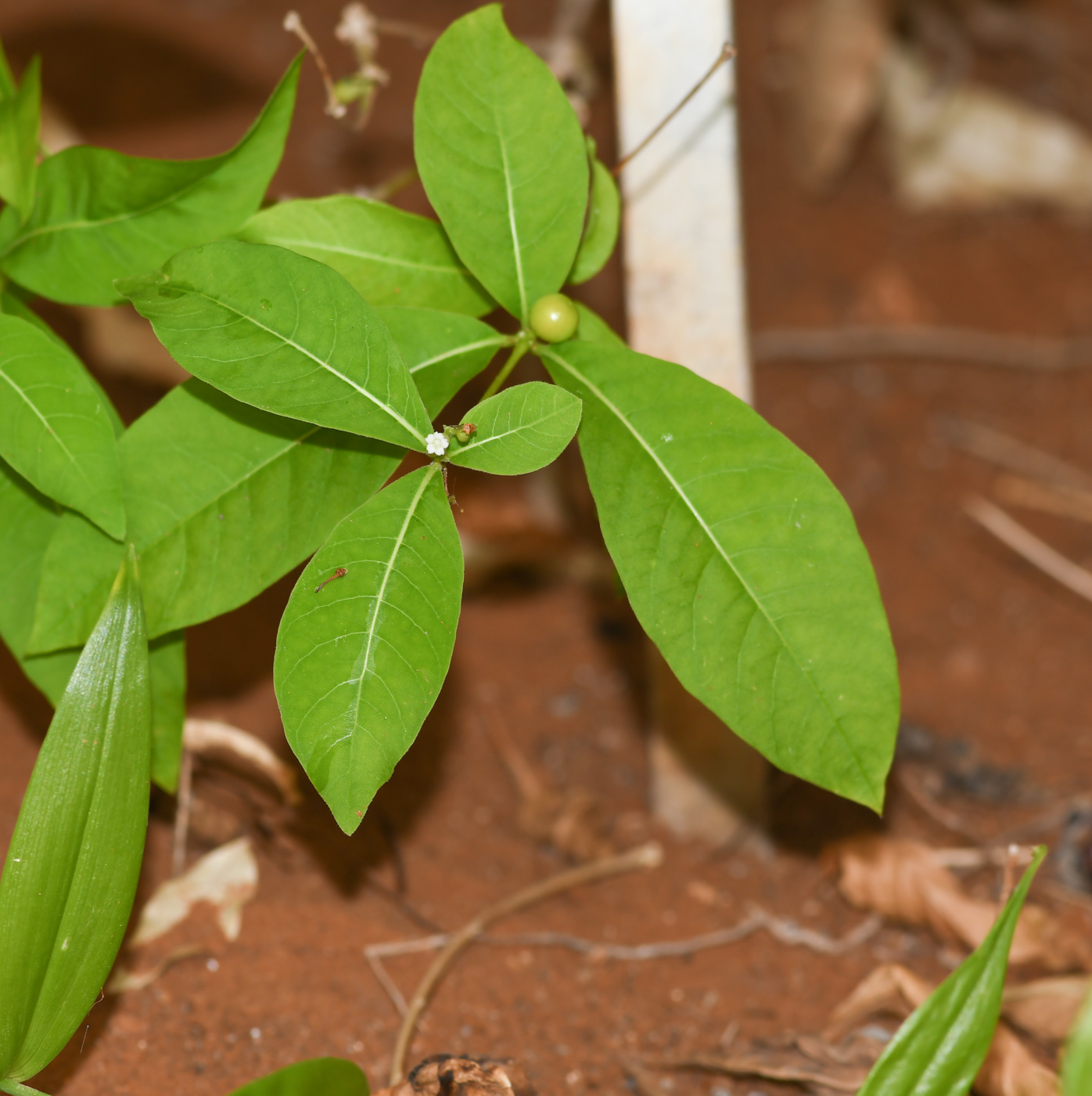 Изображение особи Rauvolfia tetraphylla.