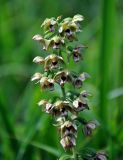 Epipactis helleborine. Верхушка соцветия. Челябинская обл., Кыштымский гор. округ, гора Сугомак, ≈ 600 м н.у.м., луг на опушке сосново-лиственичного леса. 04.08.2019.