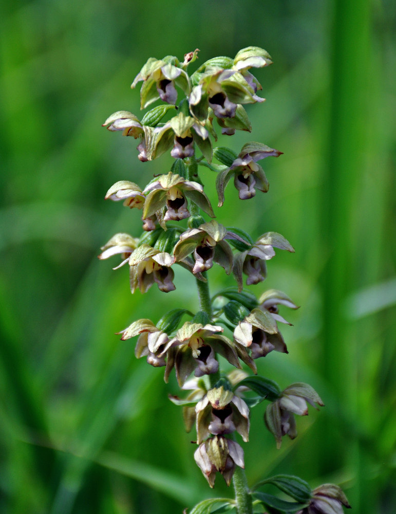 Изображение особи Epipactis helleborine.