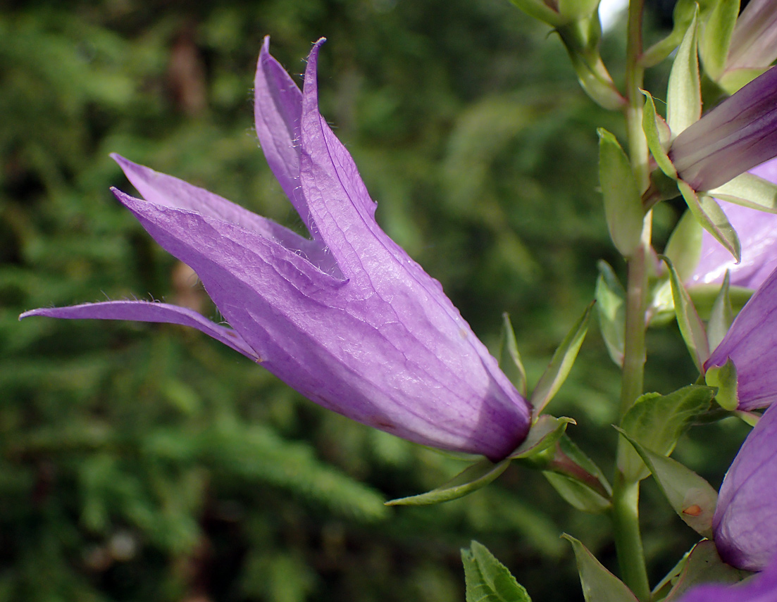 Image of Campanula latifolia specimen.