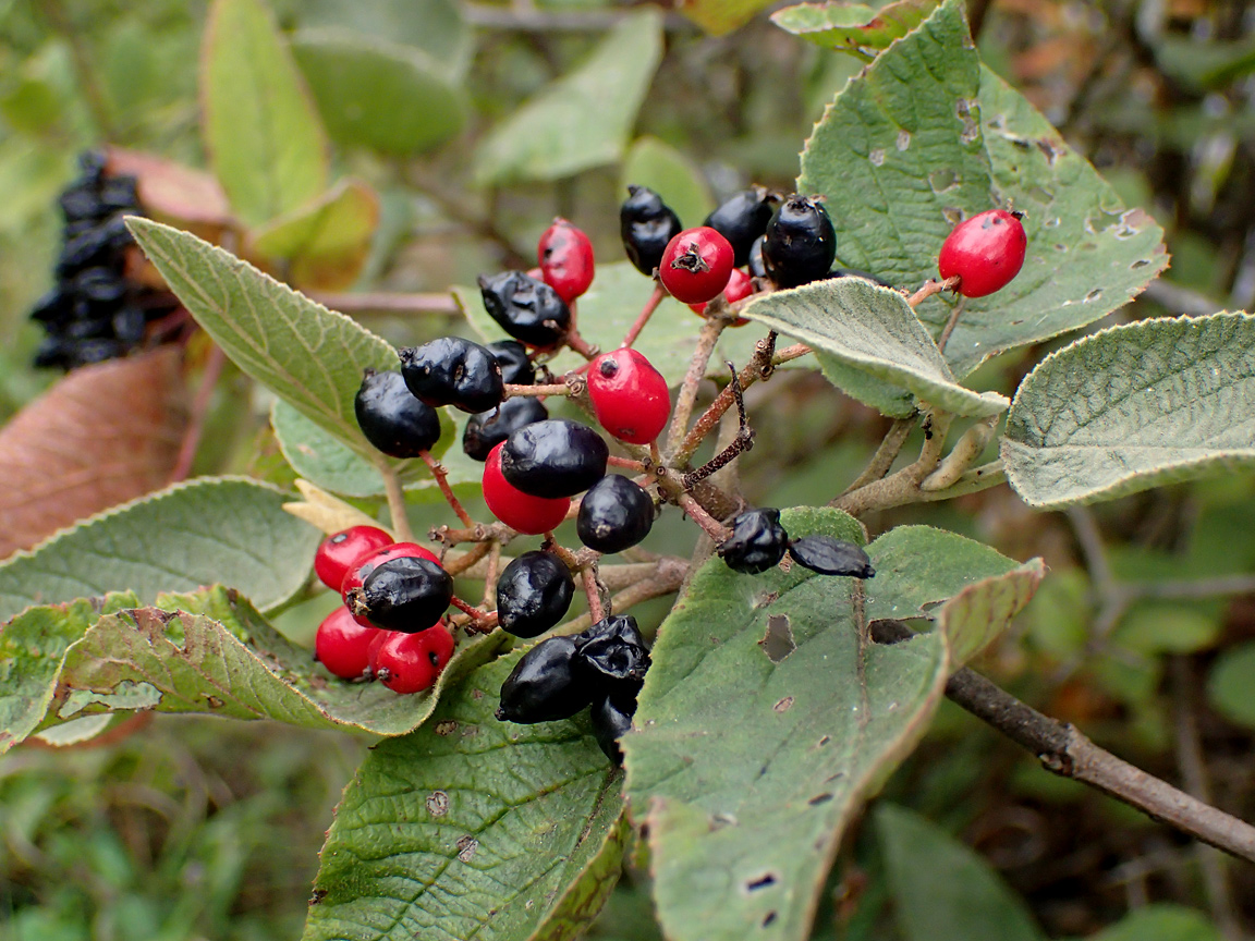 Image of Viburnum lantana specimen.