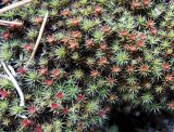 Polytrichum piliferum