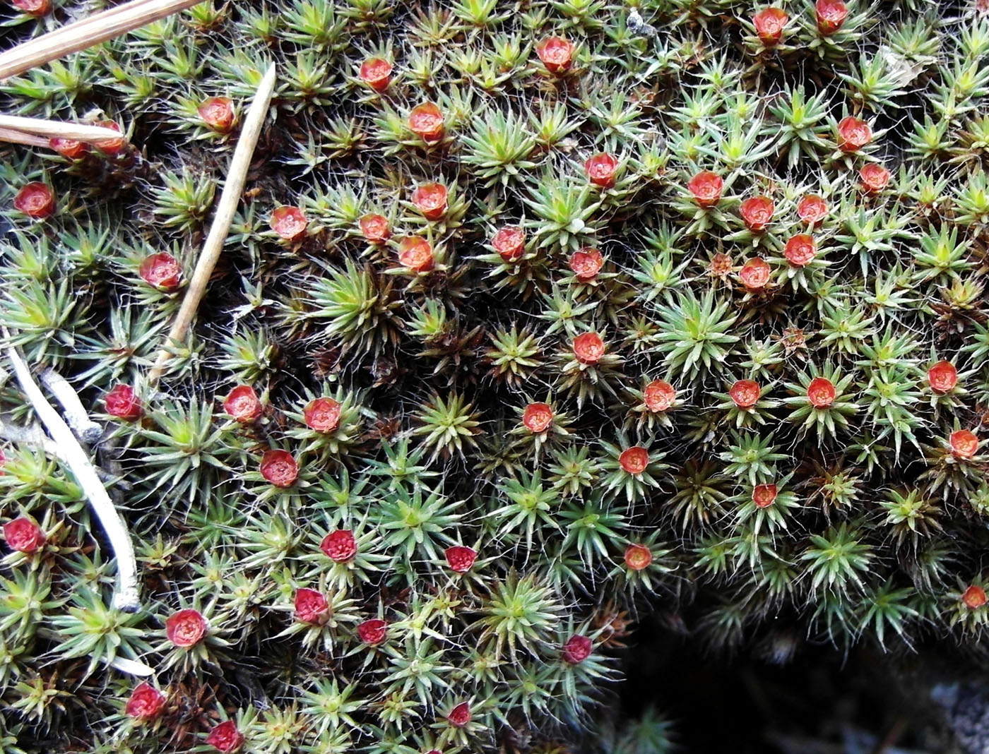 Image of Polytrichum piliferum specimen.