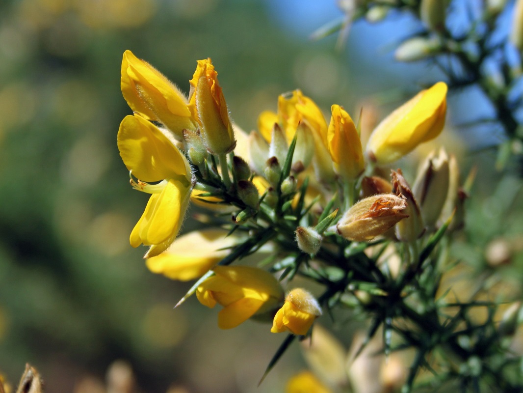 Image of genus Ulex specimen.