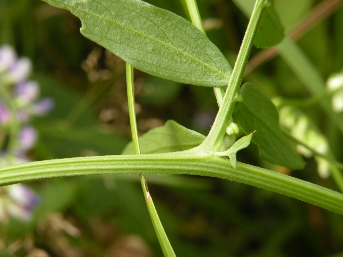 Image of Vicia biennis specimen.