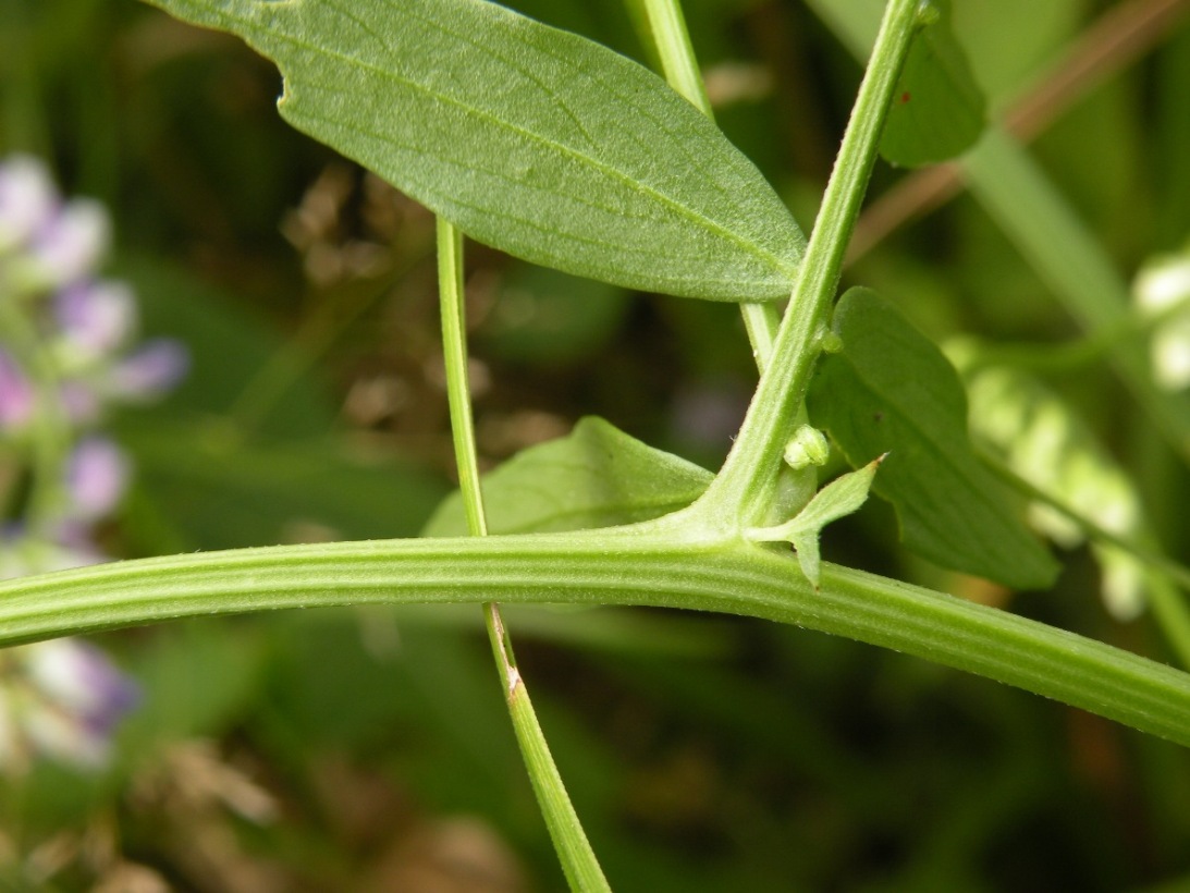 Изображение особи Vicia biennis.