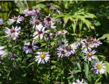 Symphyotrichum novi-belgii. Верхушки цветущих растений. Сахалинская обл., Холмский р-н, перегон 77 км - Николайчук, около ж.-д. насыпи. 13.08.2019.