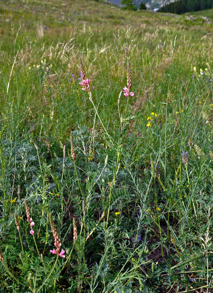 Изображение особи Onobrychis sibirica.