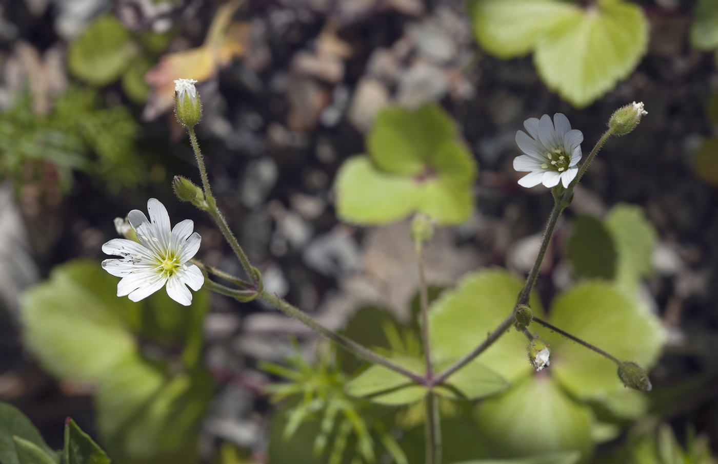 Image of Cerastium fischerianum specimen.