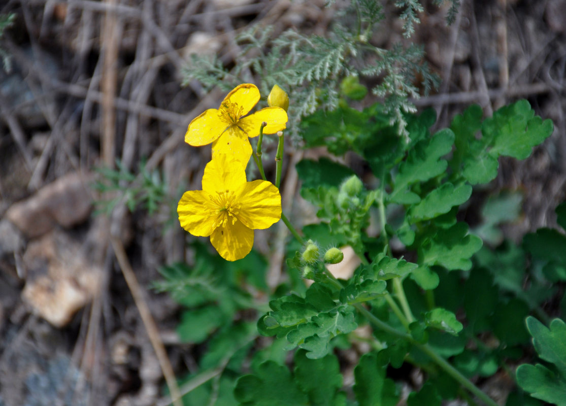 Image of Chelidonium majus specimen.