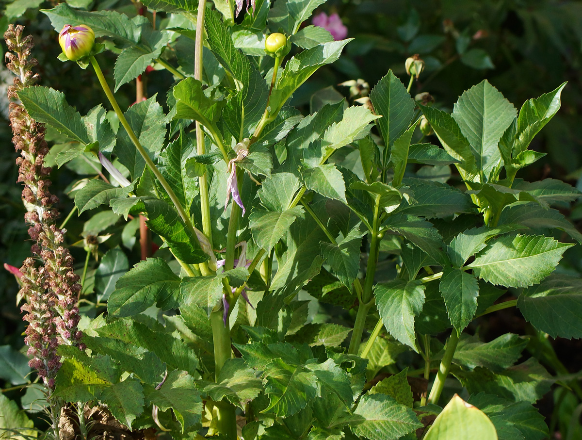 Image of Dahlia &times; cultorum specimen.