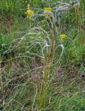 genus Stipa. Плодоносящее растение. Воронежская обл., Лискинский р-н, музей-заповедник \"Дивногорье\", ковыльно-разнотравная степь. 01.06.2019.