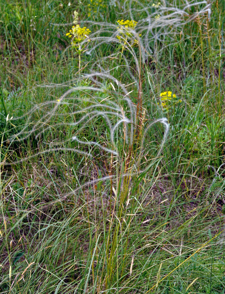 Изображение особи род Stipa.