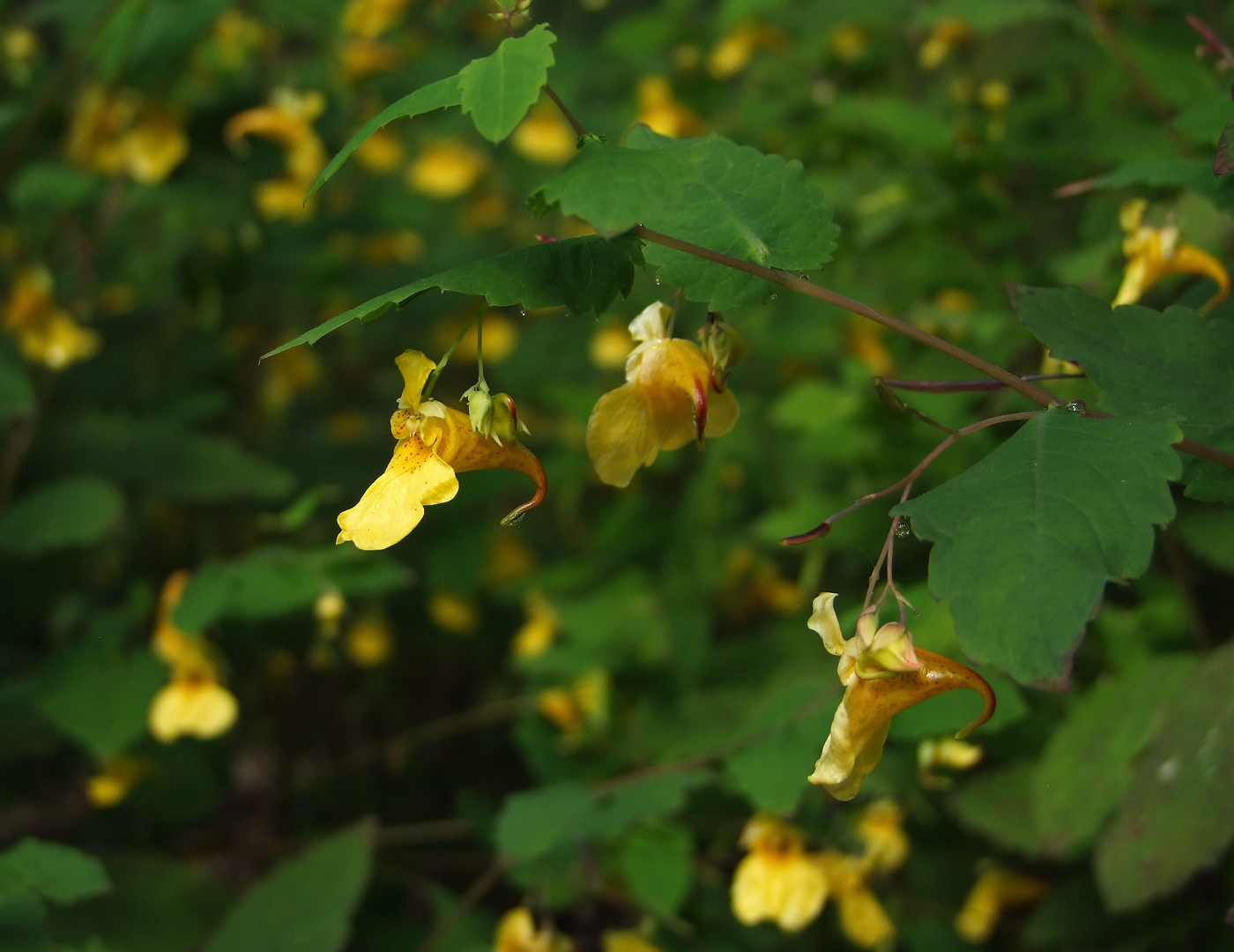 Image of Impatiens noli-tangere specimen.