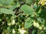 Lonicera microphylla. Молодые побеги с соцветиями. Кыргызстан, Чуйская обл., Аламудунский р-н, долина р. Ала-Арча, терраса. 27.05.2019.