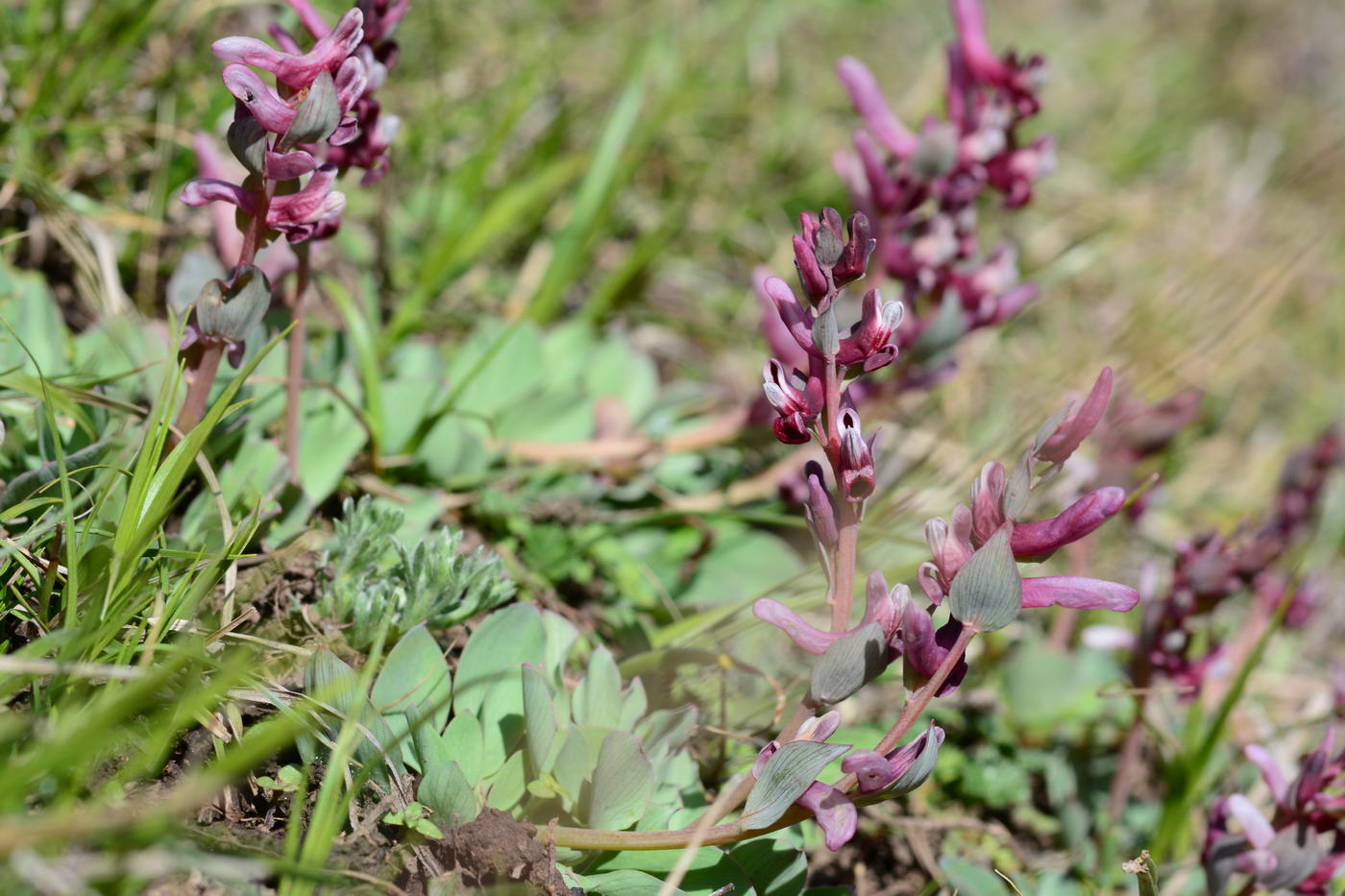 Image of Corydalis ledebouriana specimen.