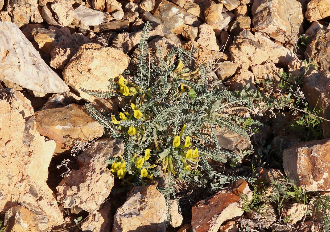 Изображение особи Astragalus dactylocarpus.