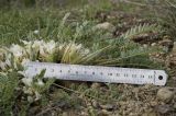 Astragalus dolichophyllus