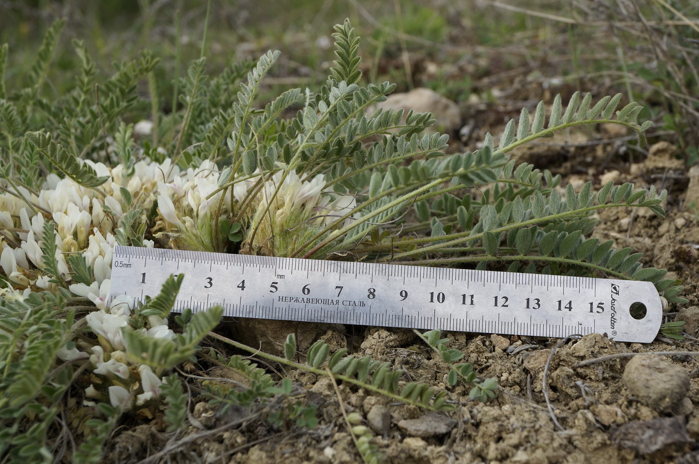 Изображение особи Astragalus dolichophyllus.