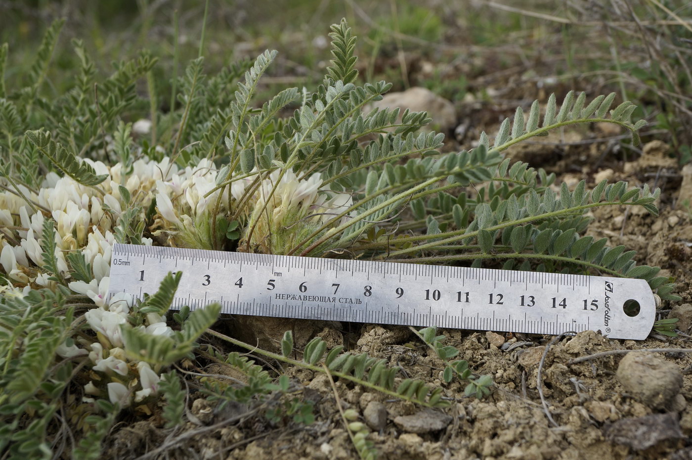 Изображение особи Astragalus dolichophyllus.