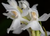 Dactylorhiza fuchsii