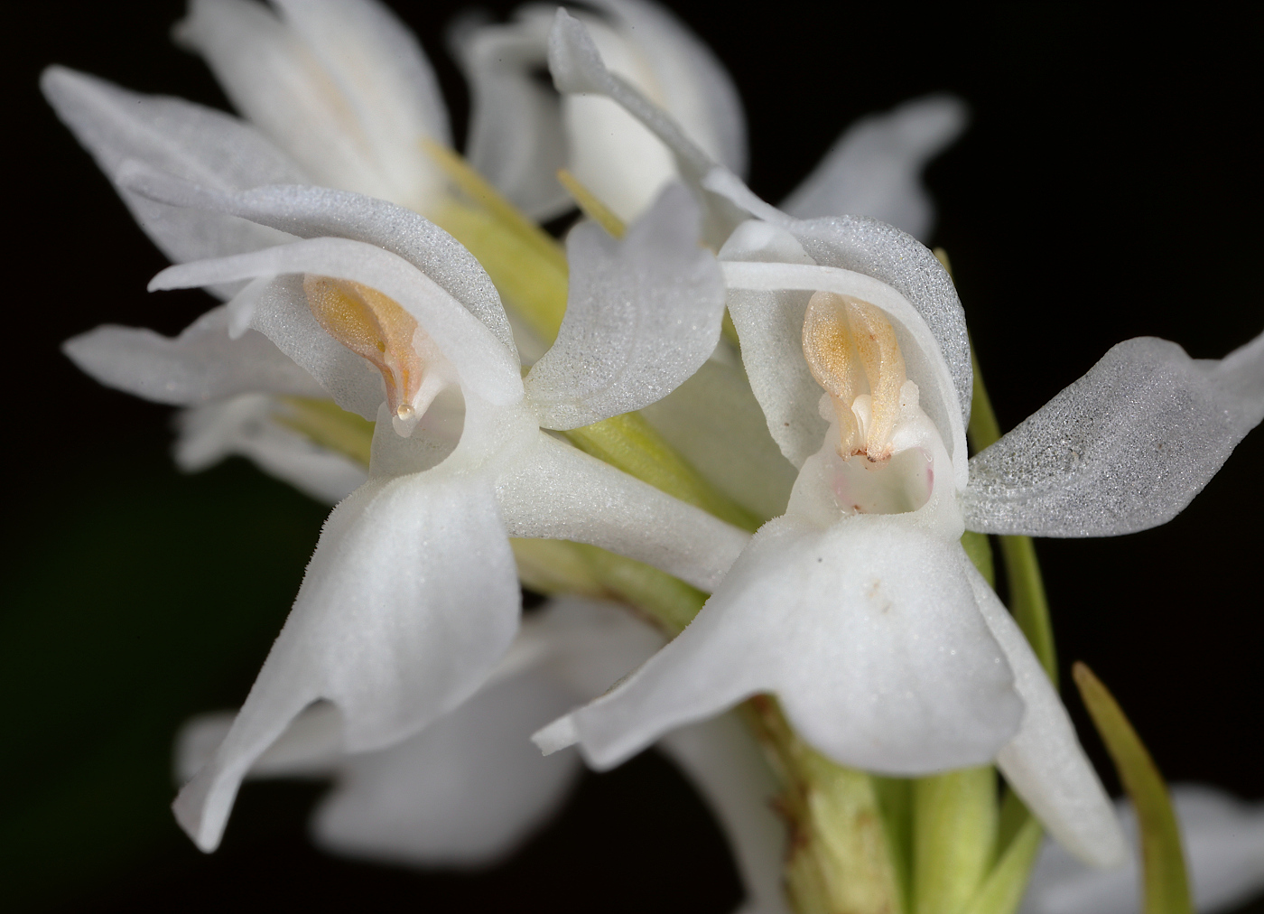 Image of Dactylorhiza fuchsii specimen.