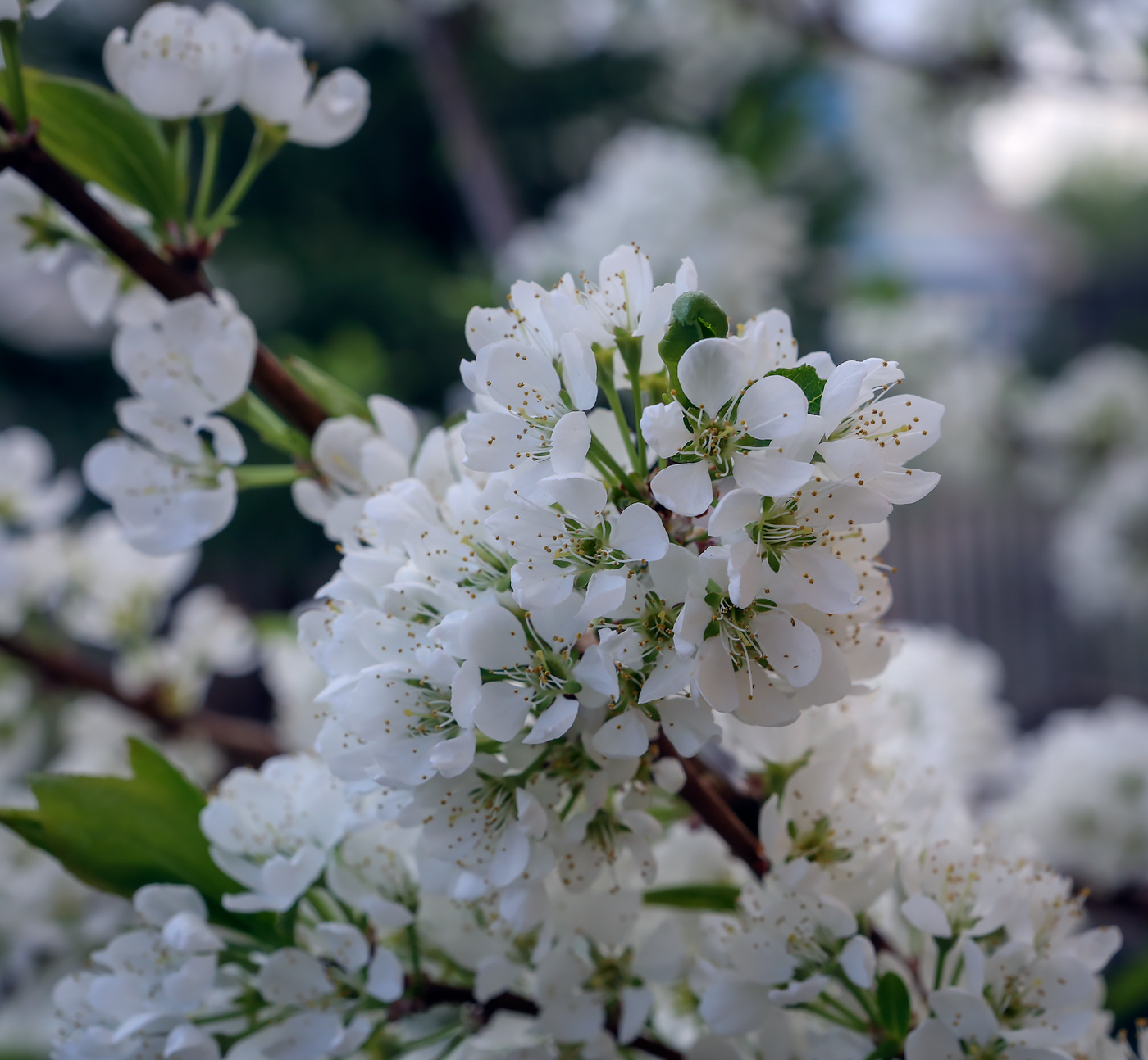 Изображение особи род Prunus.