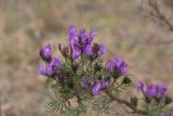 Astragalus suffruticosus