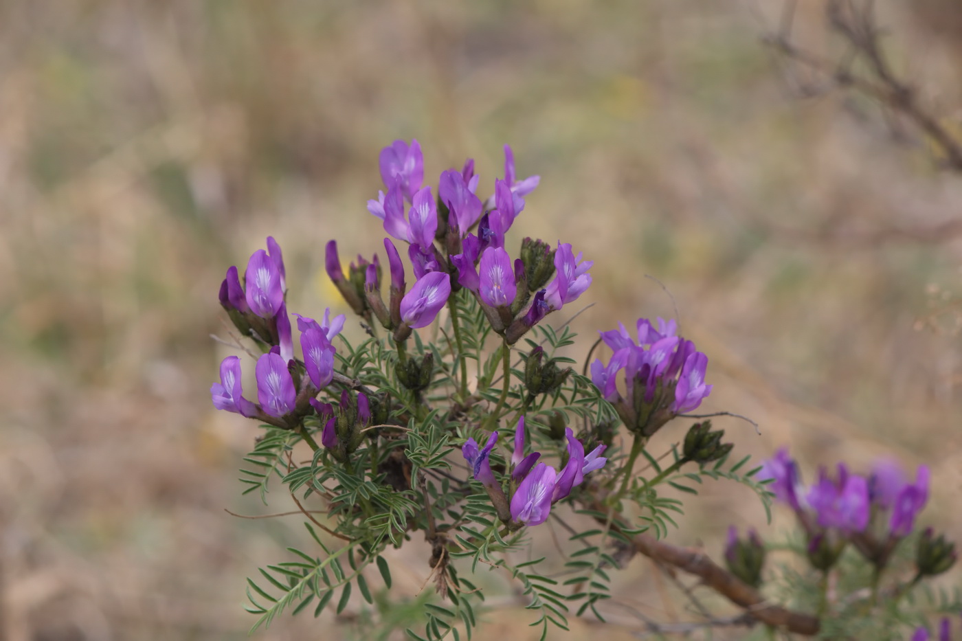 Image of Astragalus suffruticosus specimen.