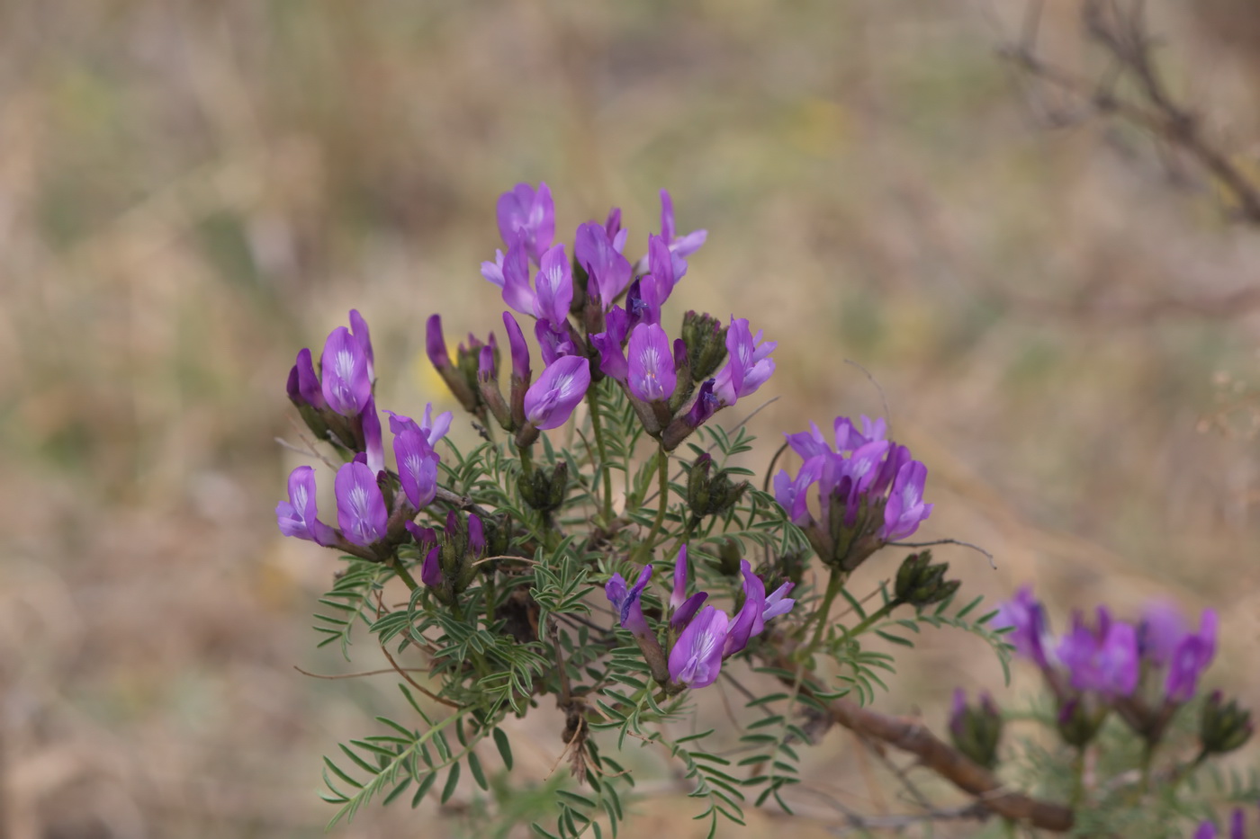 Image of Astragalus suffruticosus specimen.